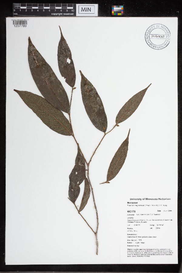 Perebea angustifolia image