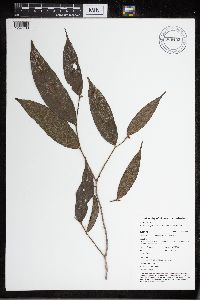 Perebea angustifolia image