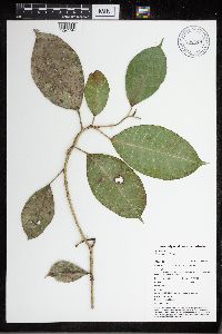 Ficus tonduzii image