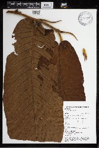 Perebea guianensis image