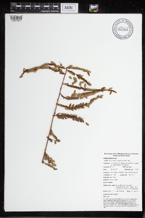 Phyllanthus lamprophyllus image