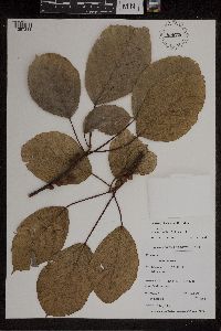 Image of Ficus glandulifera