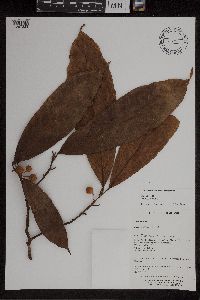 Image of Ficus callosa
