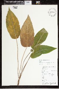 Image of Dorstenia bahiensis