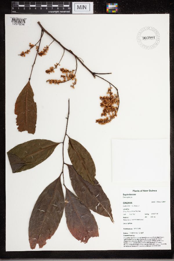 Sarcopteryx image