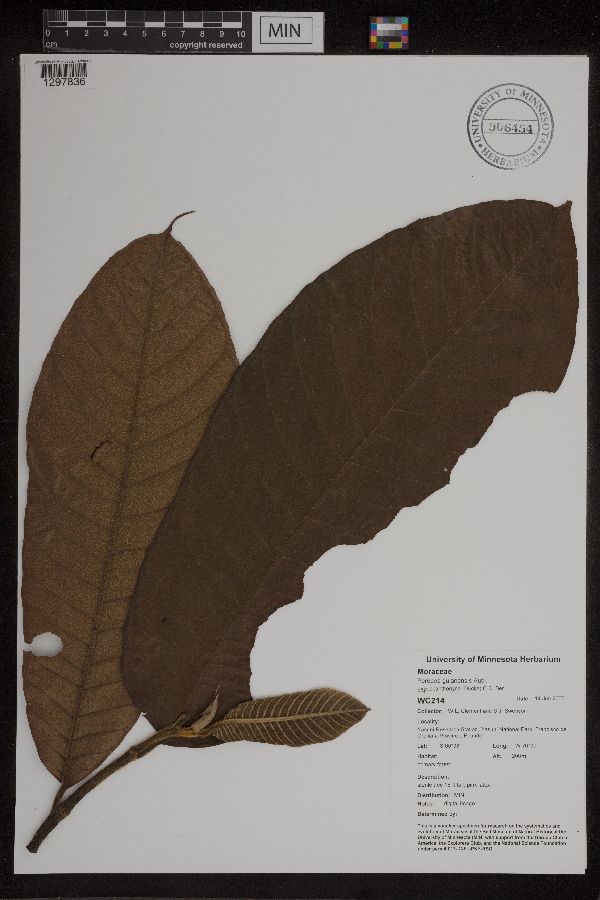 Perebea guianensis subsp. acanthogyne image