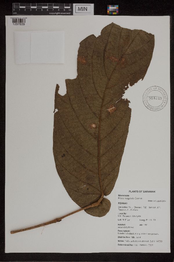 Ficus megaleia image
