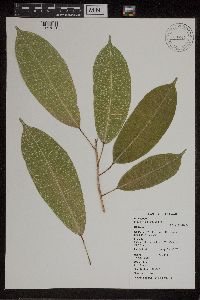 Ficus vasculosa image
