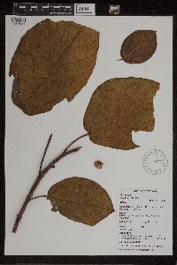 Ficus fulva image