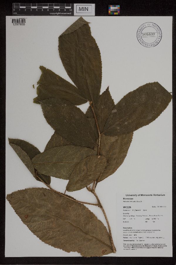Antiaris image