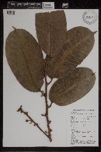 Image of Maquira calophylla