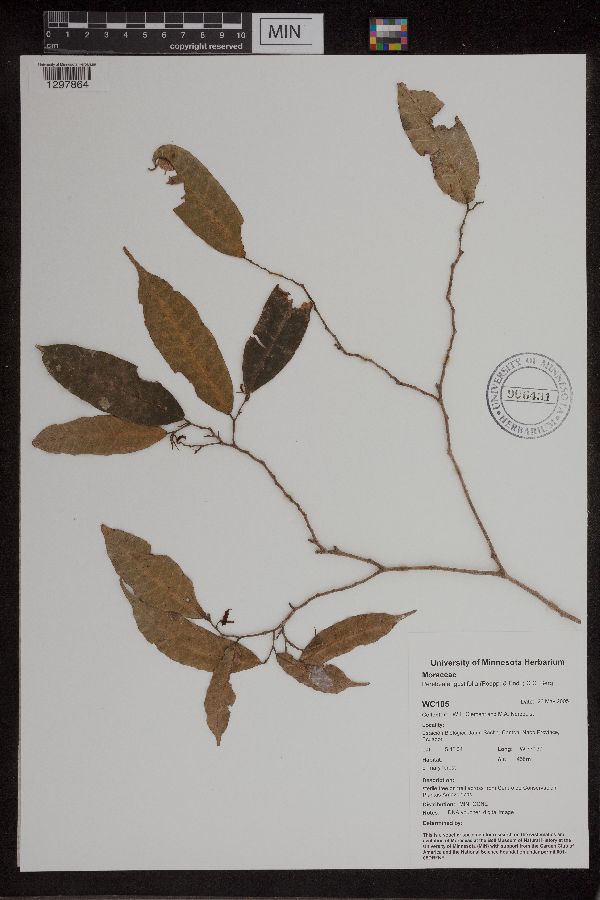 Perebea angustifolia image