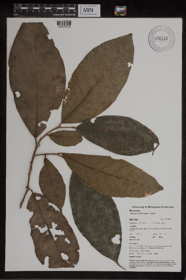 Perebea xanthochyma image
