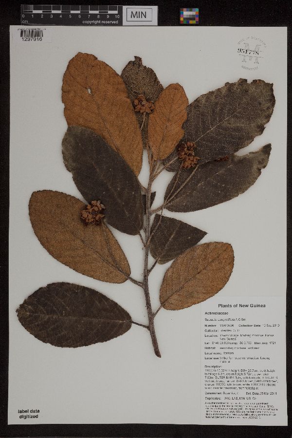Saurauia congestiflora image