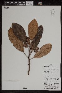 Saurauia congestiflora image