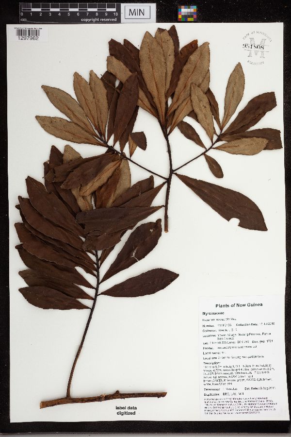 Myrsine involucrata image