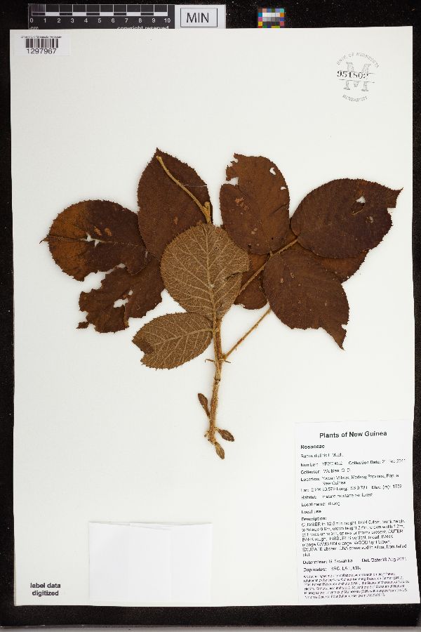 Rubus diclinis image