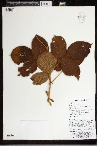 Rubus diclinis image