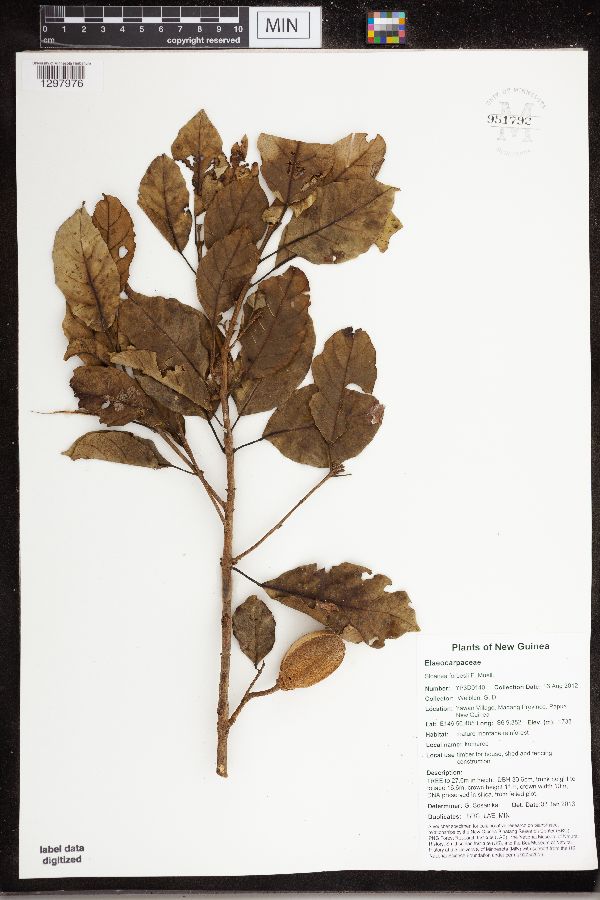 Sloanea forbesii image