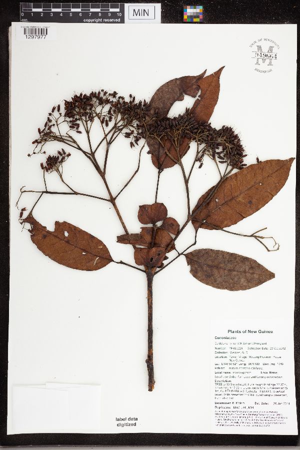 Opocunonia nymanii image