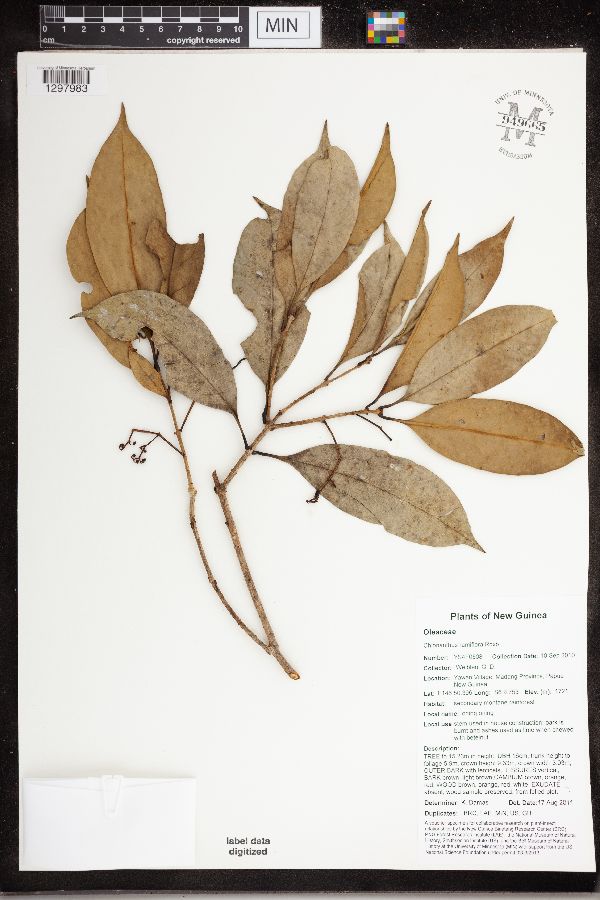 Chionanthus ramiflorus image