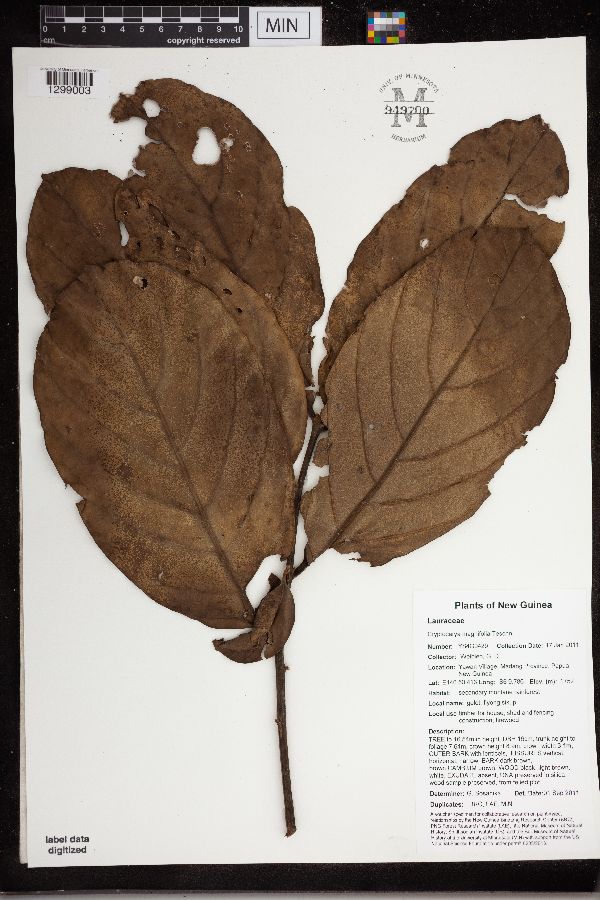 Cryptocarya magnifolia image