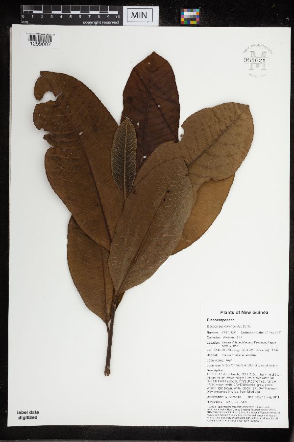 Elaeocarpus dolichostylus image