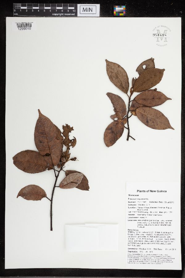 Ficus adenosperma image