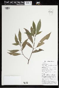 Cypholophus friesianus image