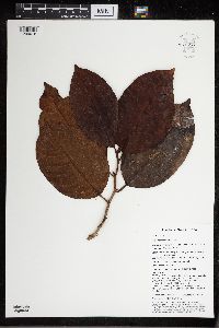 Ficus hombroniana image