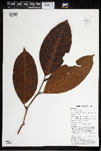 Ficus hombroniana image