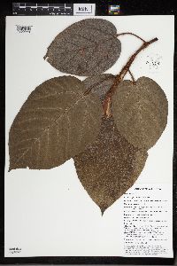 Ficus pungens image