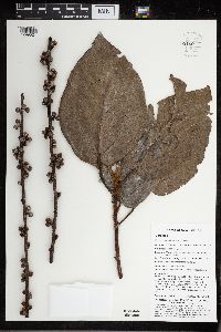 Ficus pungens image