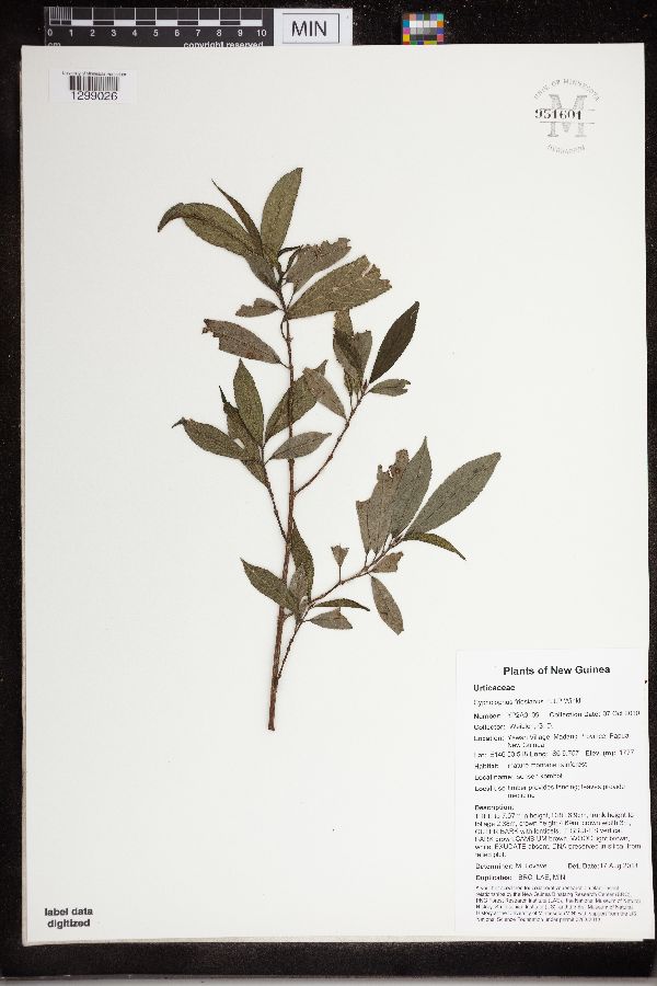 Cypholophus friesianus image