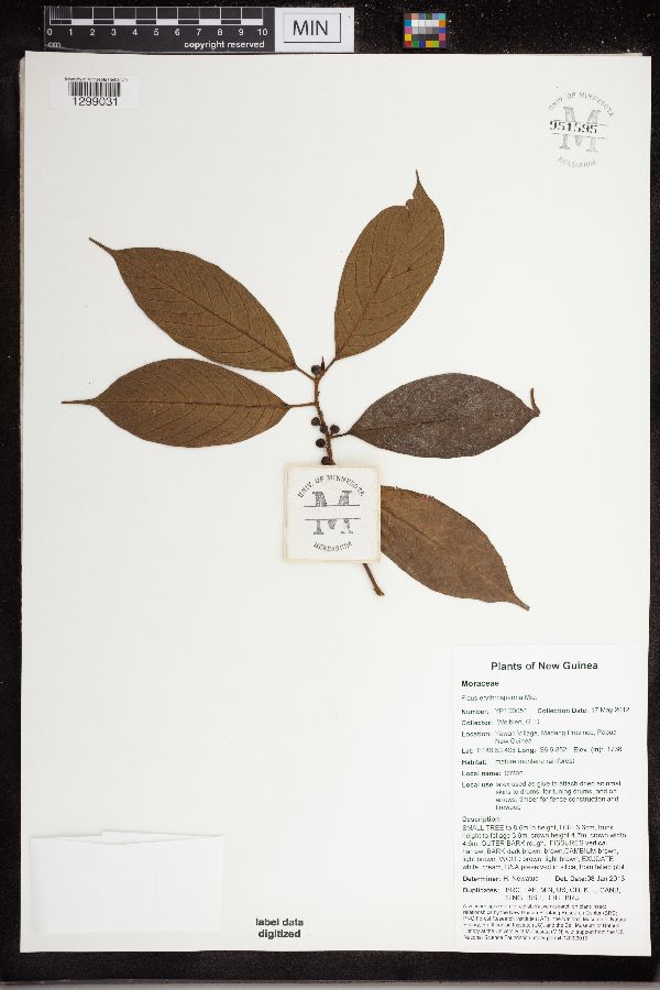 Ficus erythrosperma image