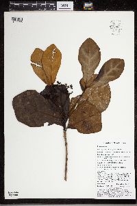 Neuburgia corynocarpa image