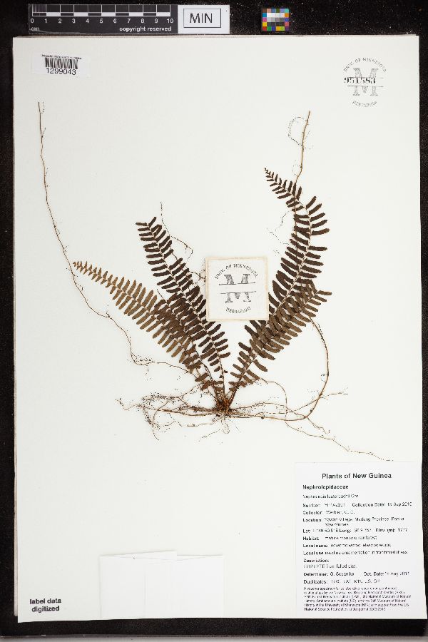 Nephrolepis lauterbachii image