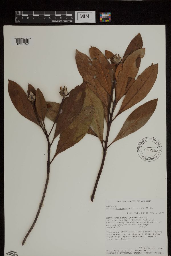 Gordonia lasianthus image