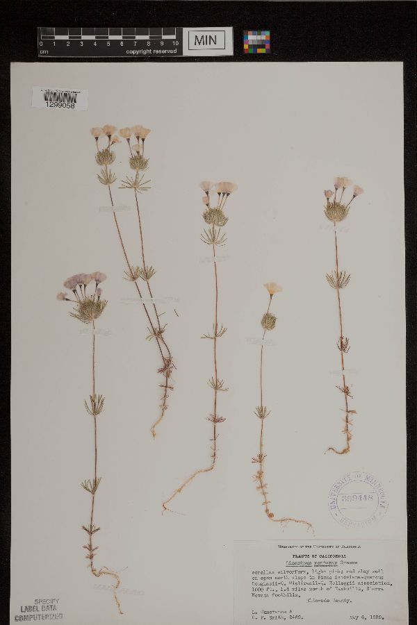 Linanthus montanus image