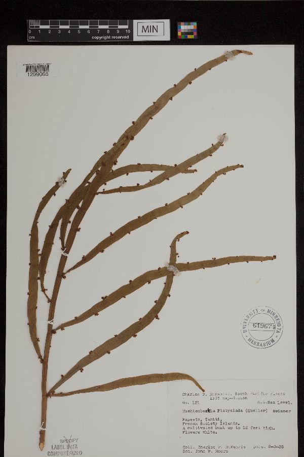Muehlenbeckia image