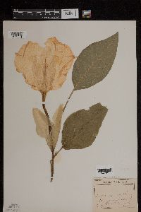 Brugmansia suaveolens image