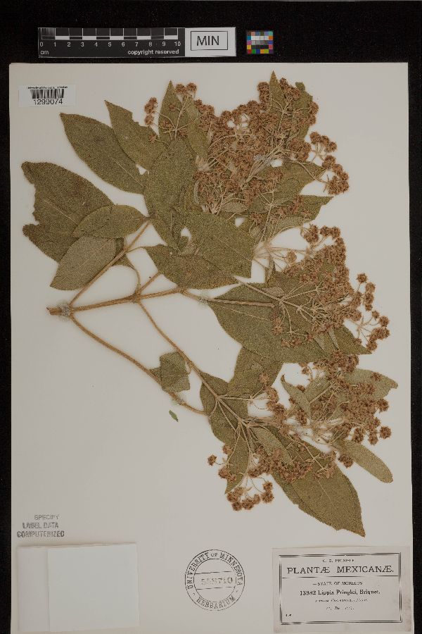 Lippia pringlei image