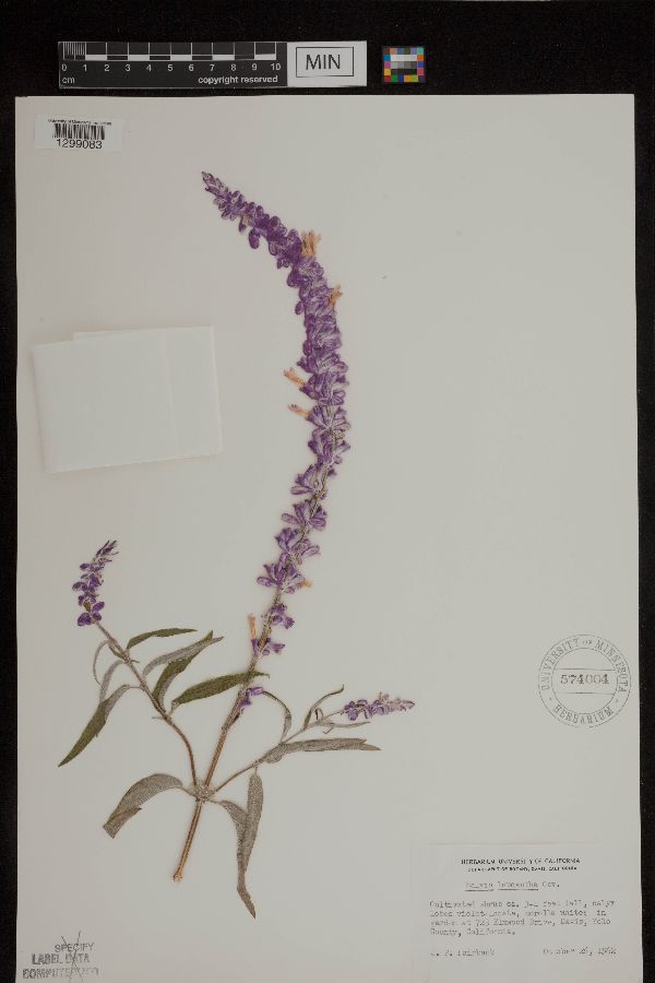 Salvia leucantha image