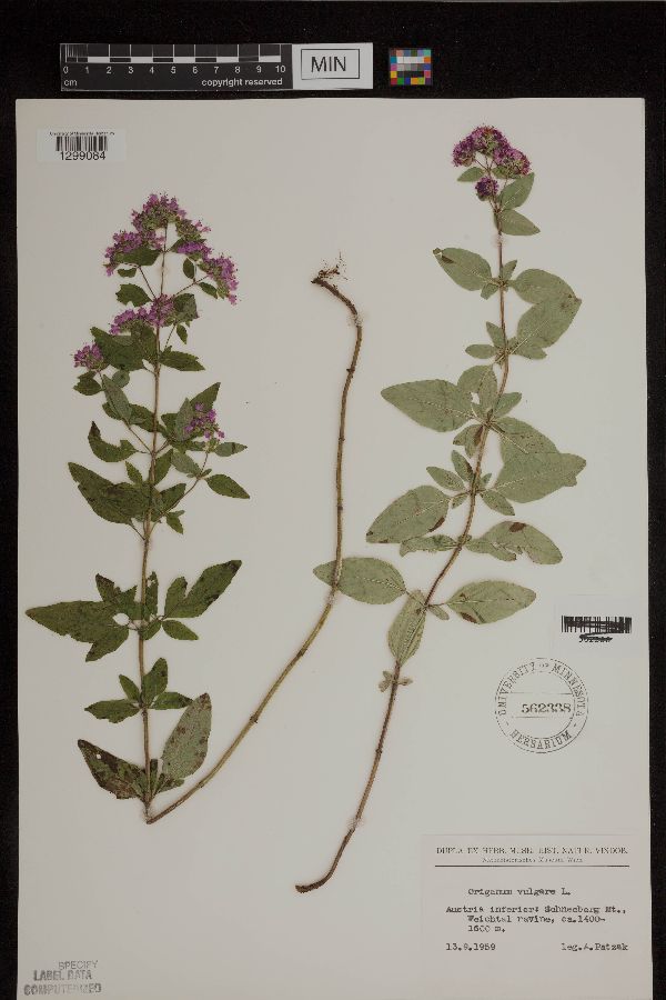 Origanum vulgare image