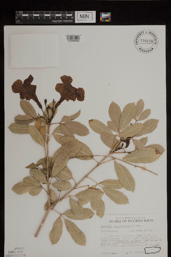 Tabebuia heterophylla image