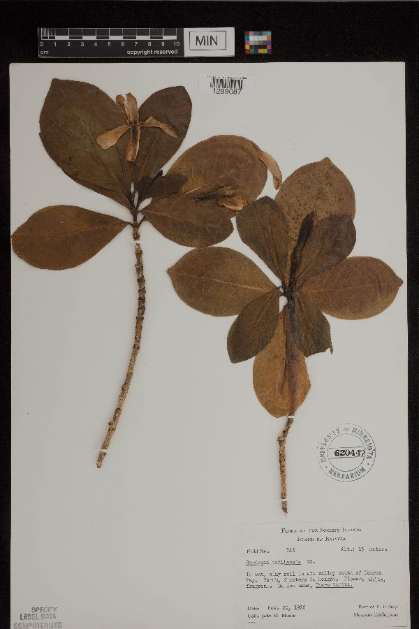 Gardenia tahitensis image