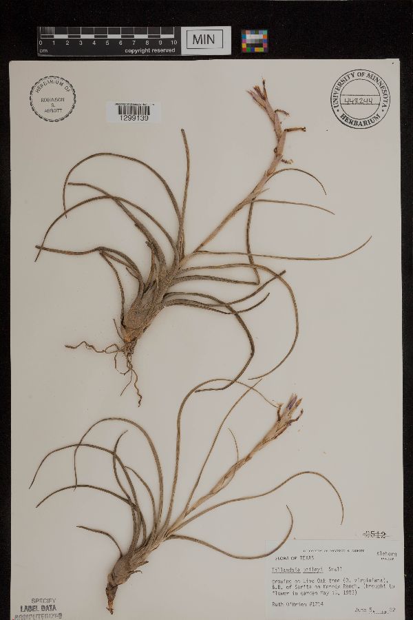 Tillandsia baileyi image