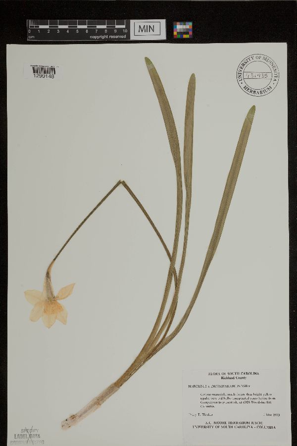 Narcissus x incomparabilis image