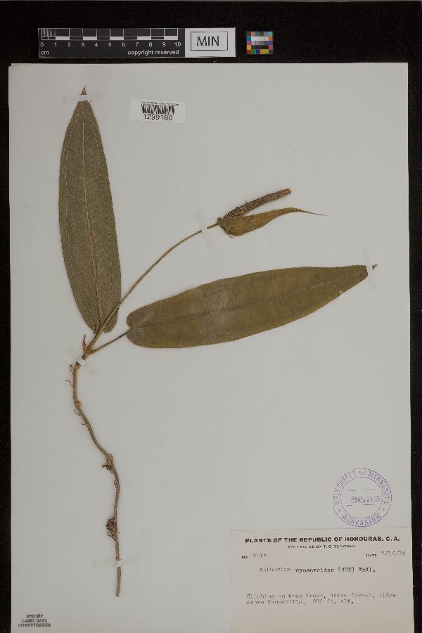 Anthurium myosuroides image
