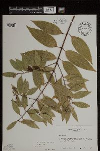 Cinnamomum zeylanicum image